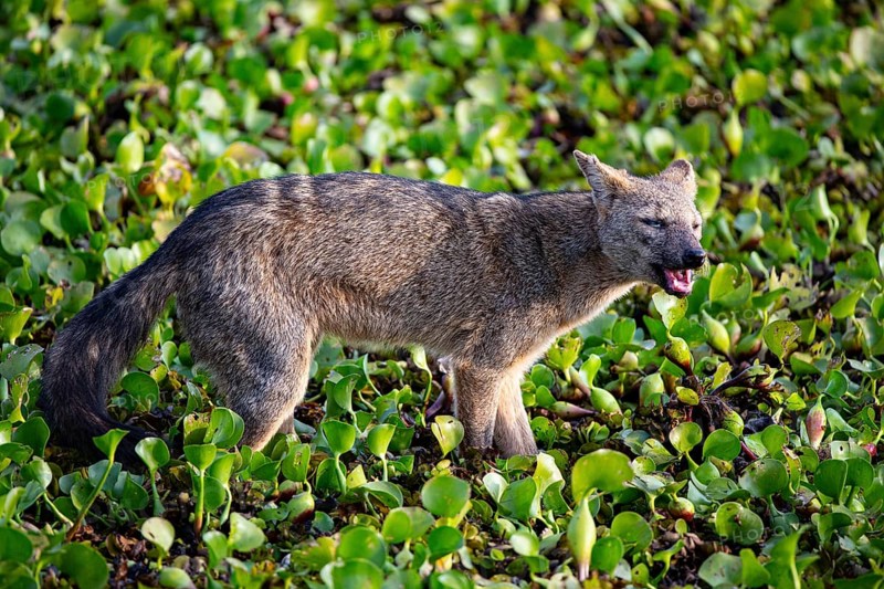 South American forest fox (Cerdocyon thous) Pantanal Brazil