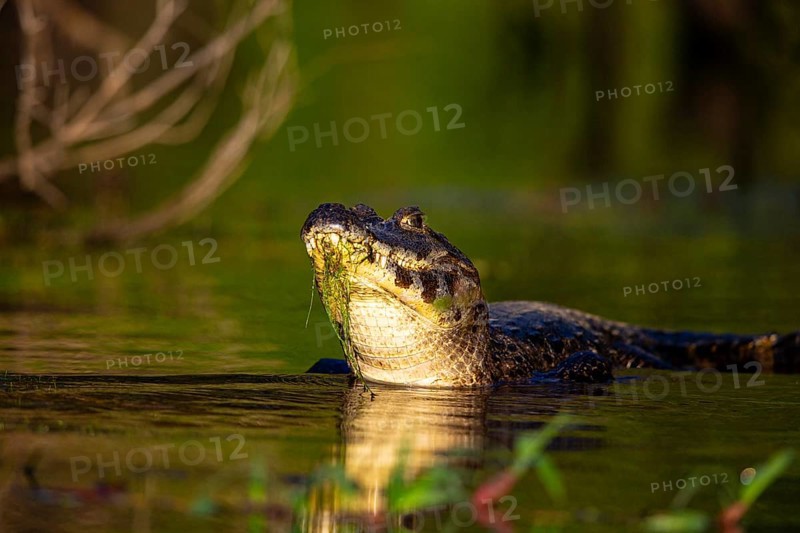 Spectacled caiman (Caiman crocodilius) Pantanal Brazil