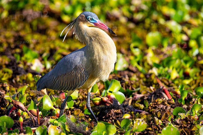 Whistling heron (Syrigma sibilatrix) Pantanal Brazil