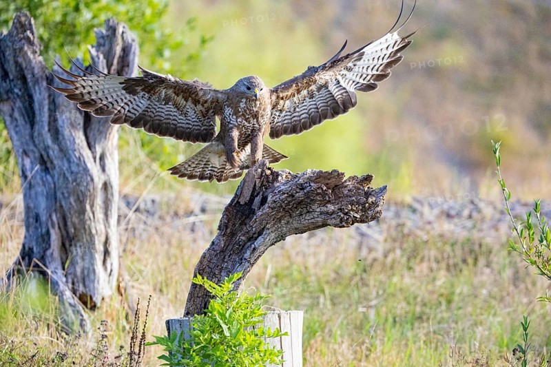 Common buzzard (Buteo buteo) Germany