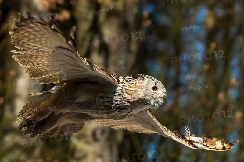 Owl soaring through the air against a blue sky and trees in the background, Siberian Eagle Owl (Bubo bubosibiricus), Germany, Europe