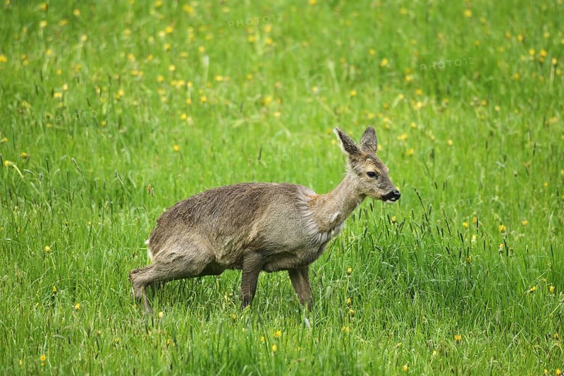 Roe deer (Capreolus capreolus) doe in winter coat in the dandelion meadow (Taraxacum) Allgäu, Bavaria, Germany, Allgäu, Bavaria, Germany, Europe