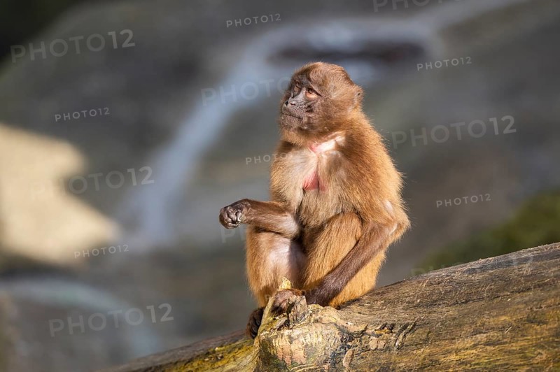 Gelada (Theropithecus gelada) sitting on a tree trunk, captive, Germany, Europe
