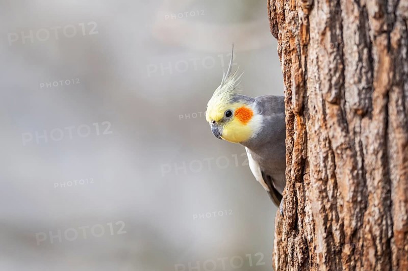 Cockatiel (Nymphicus hollandicus) sitting on a tree trunk, Bavaria, Germany, Europe