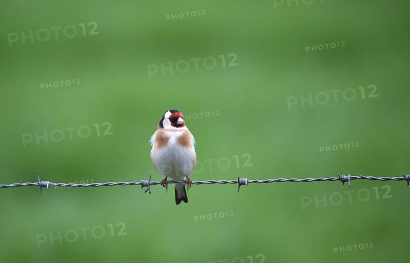 Goldfinch, (Carduelis carduelis) sitting on a pasture fence, barbed wire