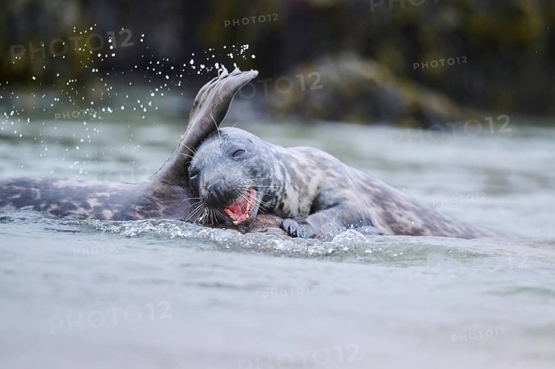 Grey seal (Halichoerus grypus) playing with each other in the water, sea, Düne, Helgoland, Schleswig-Holstein, Germany, Europe