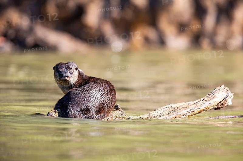 Southern river otter (Lontra longicaudis) Pantanal Brazil