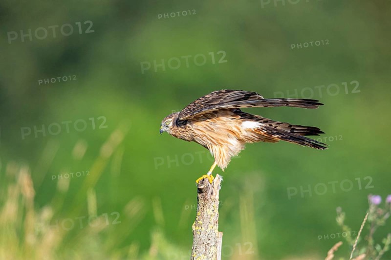 Montagu's harrier (Circus pygargus) wbl Germany