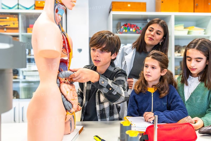 Elementary school students learning human body anatomy with teacher and anatomical model during biology class