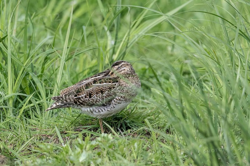 Common snipe (Gallinago gallinago), Lower Saxony, Germany, Europe