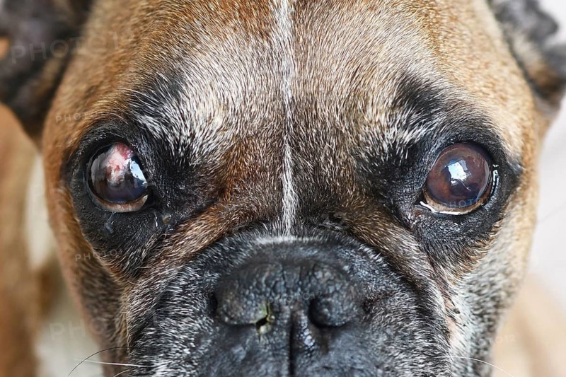 French Bulldog dog with partly healed surgical implanted conjunctival flap covering eye used as treatment of deep corneal injury caused by Neurogenic Keratoconjunctivitis Sicca