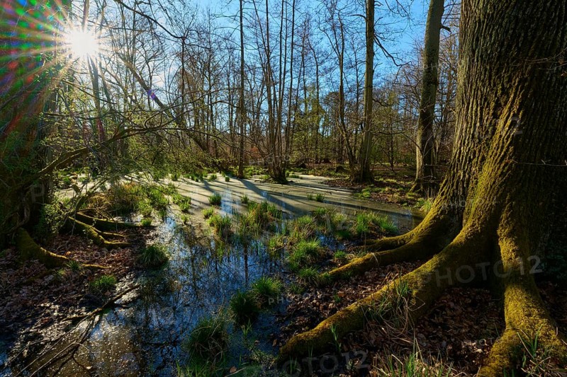 Riparian forest, large tree roots in the foreground of a sunny, swampy forest area, oak, spring, nature reserve Rote Lache by Wolfgang, Wolfgang, Hanau, Hesse, Germany, Europe