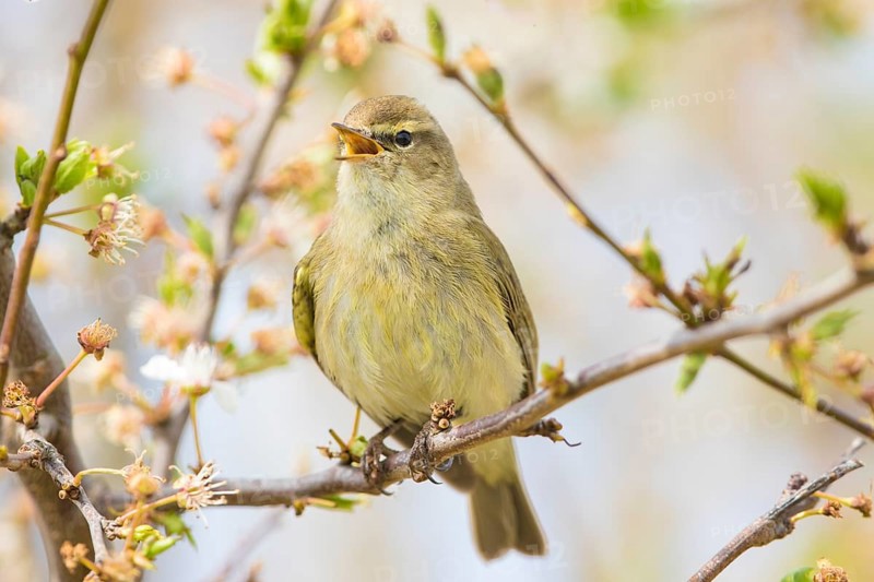 Common Chiffchaff (Phylloscopus collybita) singing, perched on a branch, Baden-Wuerttemberg, Germany, Europe