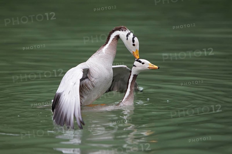 Bar-headed Goose (Anser indicus) pair mating, Bavaria, Germany, Europe