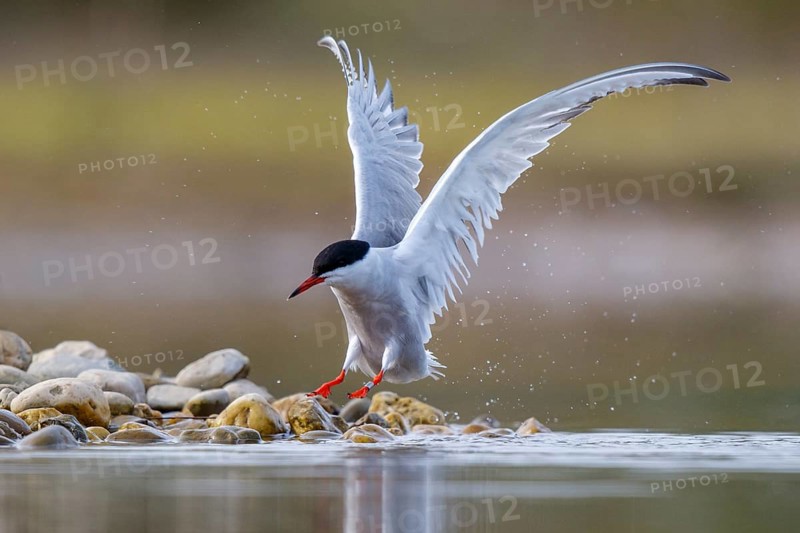 Common Tern (Sterna hirundo), North Rhine-Westphalia, Germany, Europe