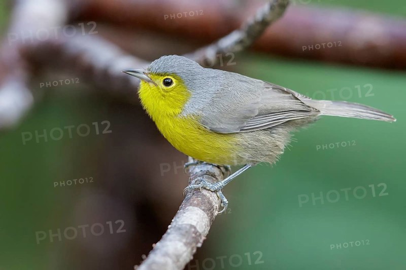 Oriente Warbler (Teretistris fornsi) perched on a branch in Cuba