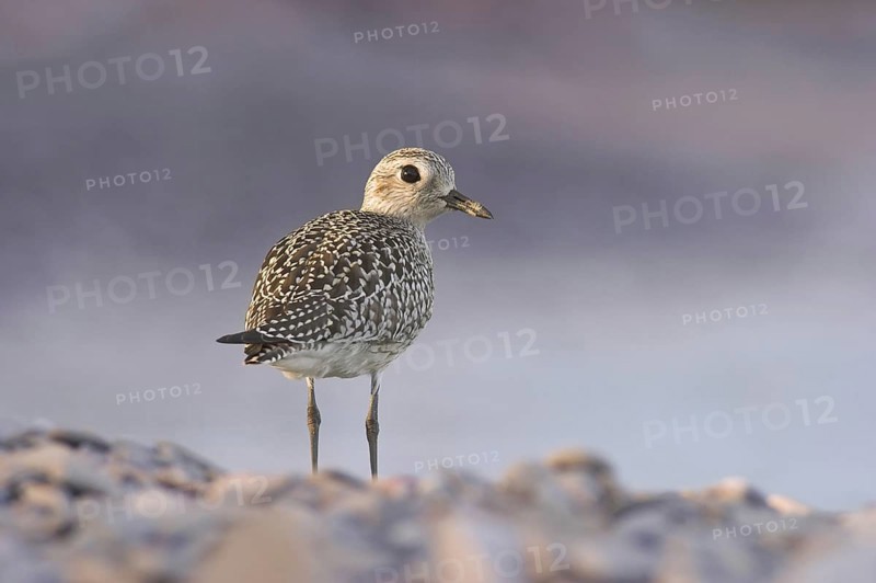 Grey Plover (Pluvialis squatarola), Ontario, Canada, North America