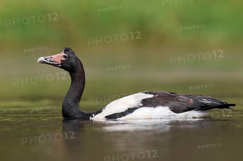 Magpie Goose (Anseranas semipalmata)