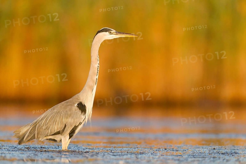 Grey Heron (Ardea cinerea) foraging, Mallorca, Spain, Europe