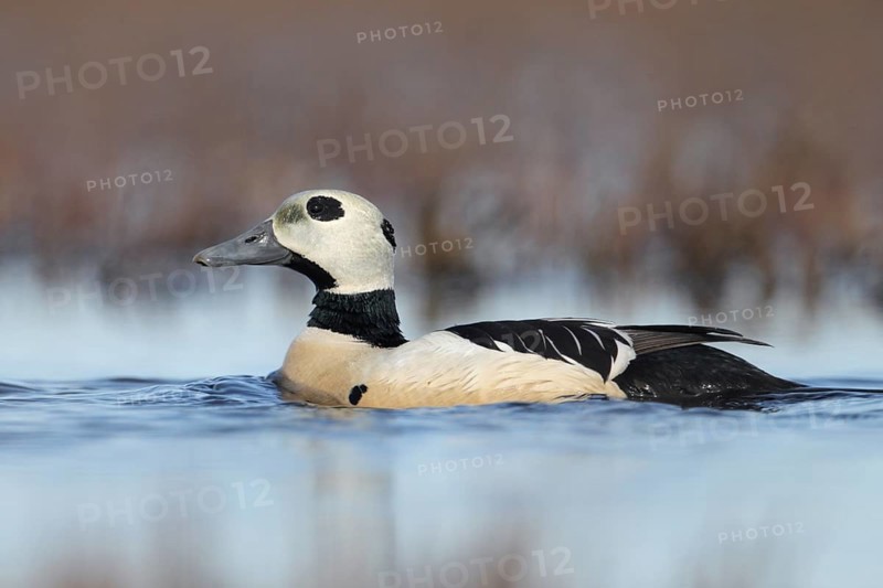 Steller's Eider (Polysticta stelleri) male, Alaska, USA, North America