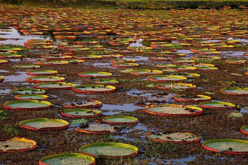 Giant water lily (Victoria amazonica) Pantanal Brazil