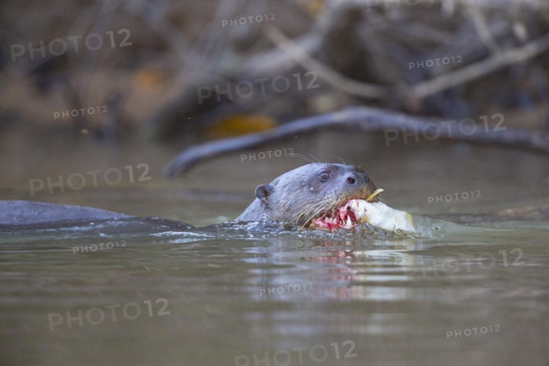 Giant otter (Pteronura brasiliensis) Pantanal Brazil