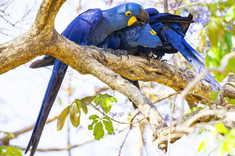 Hyacinth Macaw (Anodorhynchus hyacinthinus) Pantanal Brazil