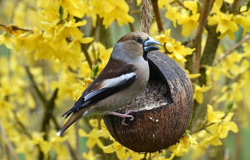 Hawfinch, (Coccothraustes coccothraustes) eats sunflower seeds in forsythia, (Forsythia × intermedia Zabel) from a coconut