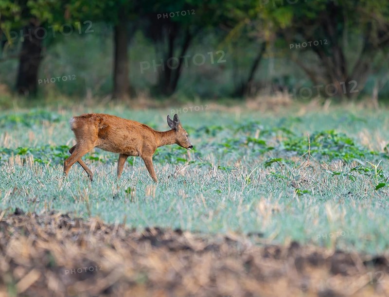 Roe deer (Capreolus capreolus), doe running across a field, wildlife, Thuringia, Germany, Europe