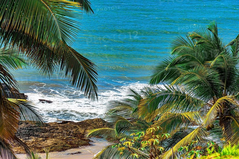 Beach and sea seen through the leaves of coconut trees on the coast of Bahia in Brazil, Serra Grande, Bahia, Brazil, South America