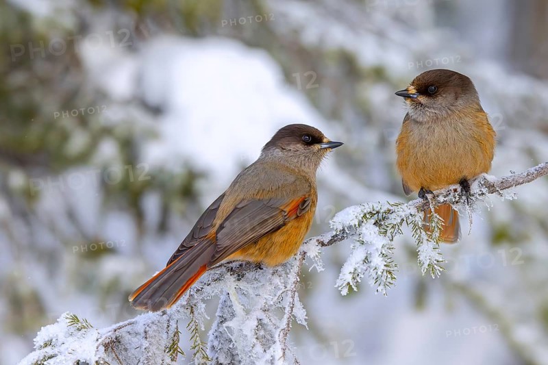 Siberian jay (Perisoreus infaustus, Corvus infaustus) couple perched in spruce tree in snow covered taiga in winter, Scandinavia