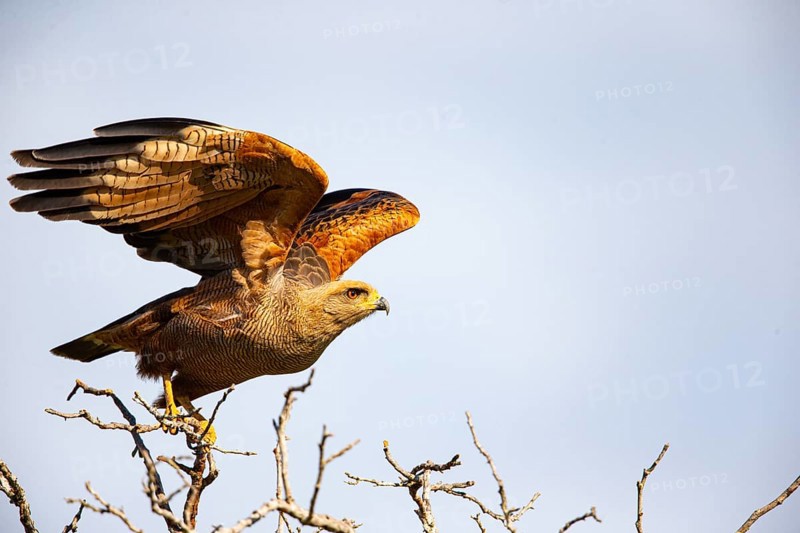 Savannah Buzzard (Heterospizias meridionalis) Pantanal Brazil