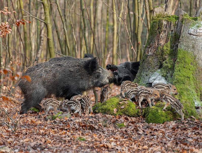 Wild boar, wild boar (Sus scrofa) two bucks and young boar looking for food in the forest, Germany, Europe