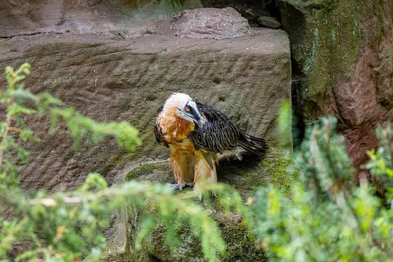 Bearded vulture (Gypaetus barbatus) captive Germany