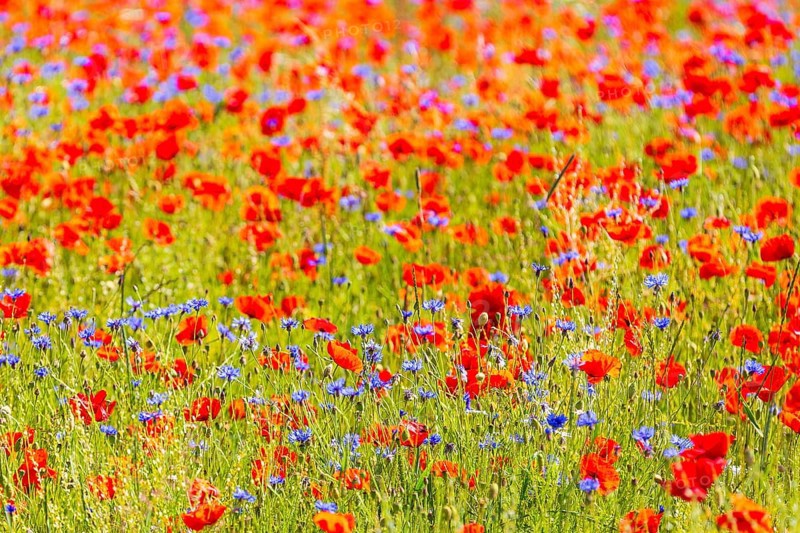 Corn poppy (Papaver rhoeas) and cornflower (Centaurea cyanus) in bloom in a meadow, Saxon Switzerland, Saxony, Germany, Europe