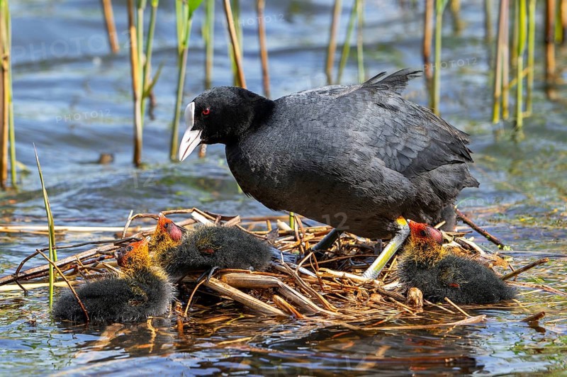 Eurasian coot, common coot (Fulica atra) parent with three chicks resting on nest in pond among reed in marsh, marshland in spring