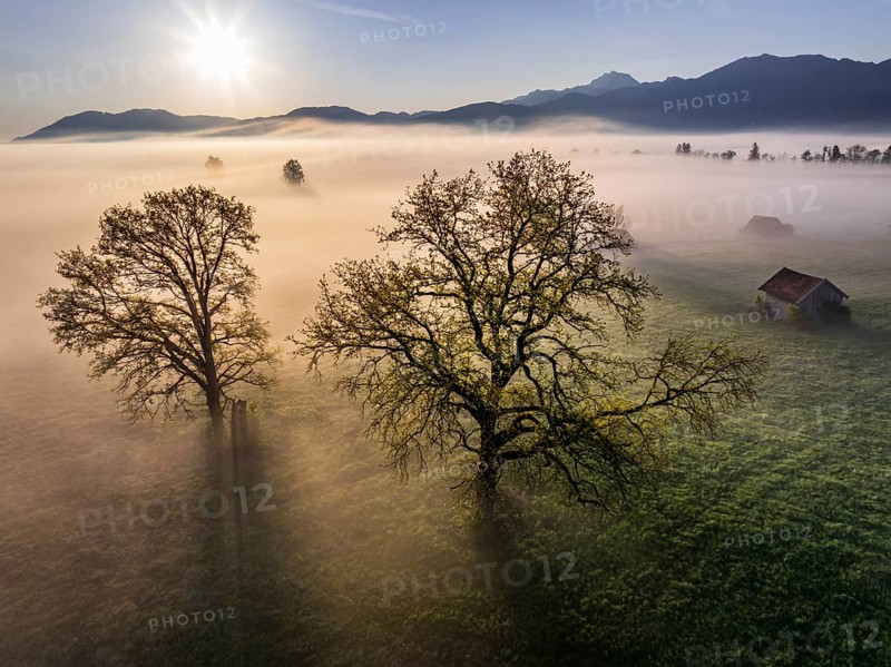 Aerial view, trees, light green leaves, oak, morning light, fog, mountains, sunny, backlight, sun, spring, Loisach-Lake Kochel-Moor, foothills of the Alps, Bavaria, Germany, Europe