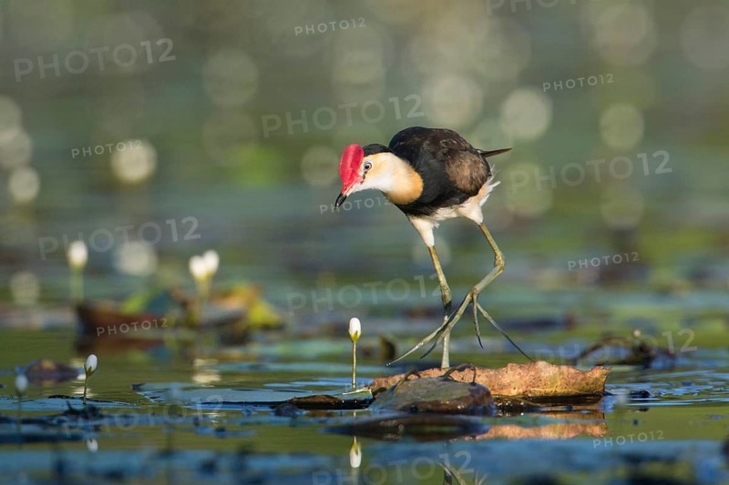 Comb-crested Jacana (Irediparra gallinacea), Queensland, Australia, Oceania