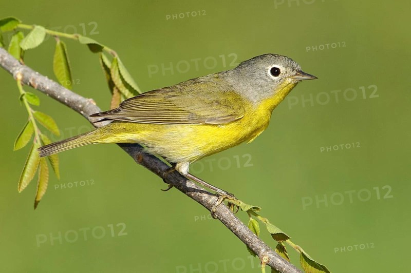 Nashville Warbler (Leiothlypis ruficapilla), Texas, USA, North America