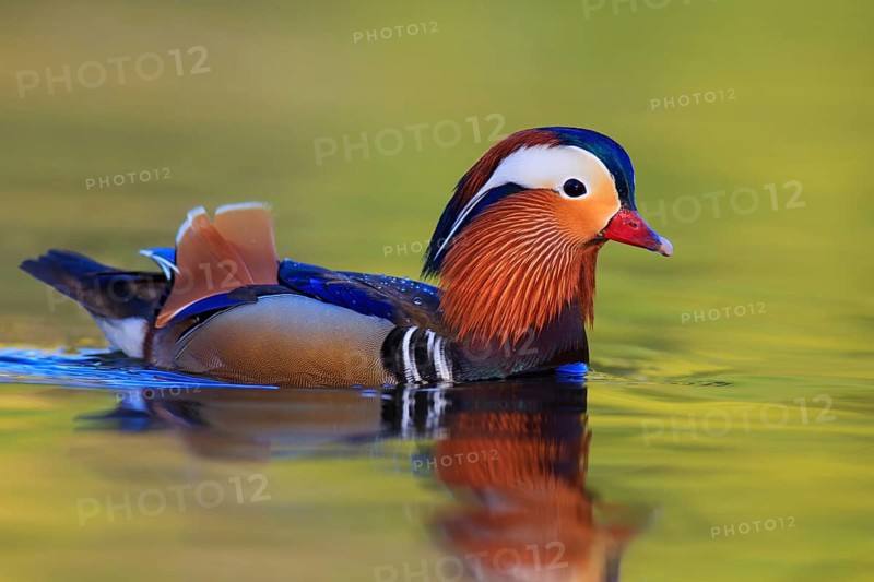 Mandarin Duck (Aix galericulata) male