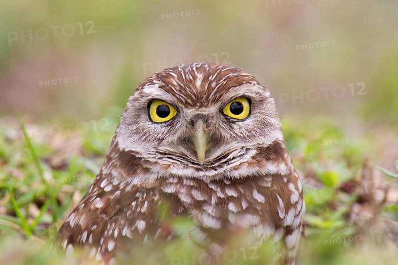 Burrowing Owl (Athene cunicularia), Florida, USA, North America
