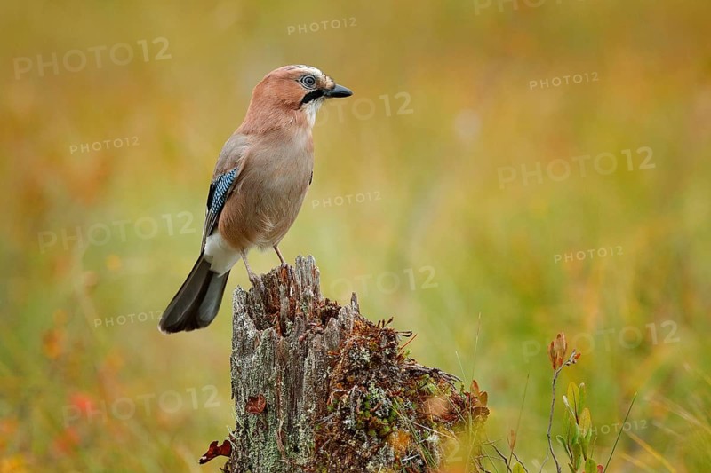 Orange forest leaves with beautiful bird. Close-up portrait of beautiful jay. Portrait of nice bird Eurasian Jay, Garrulus glandarius, with orange fall down leaves orange autumn. Jay from Finland