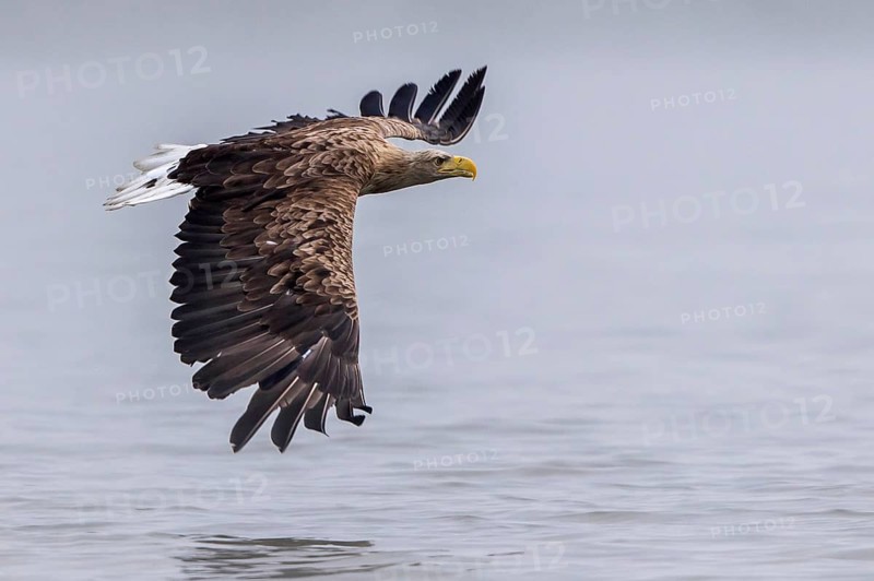 White-tailed Eagle (Haliaeetus albicilla) flying, Mecklenburg-Western Pomerania, Germany, Europe