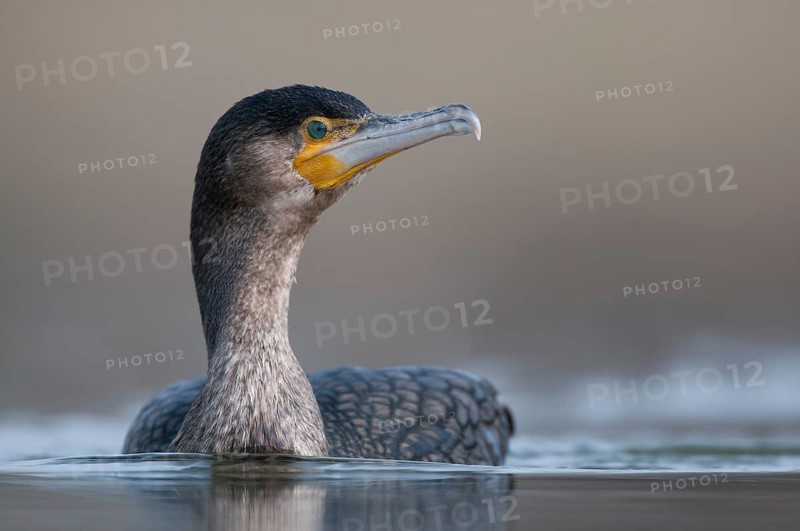 Great Cormorant (Phalacrocorax carbo), Thuringia, Germany, Europe