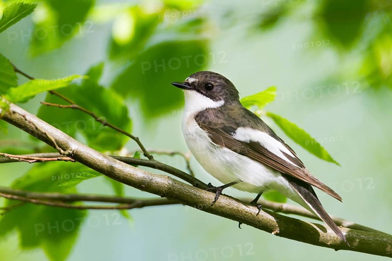 European Pied Flycatcher (Ficedula hypoleuca) male, Baden-Wuerttemberg, Germany, Europe