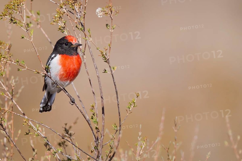 Red-capped Robin (Petroica goodenovii), Western Australia, Australia, Oceania