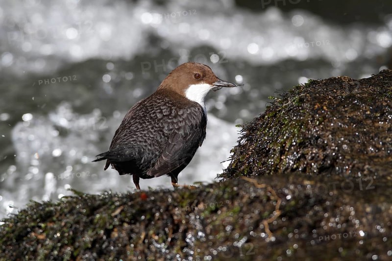 White-throated Dipper (Cinclus cinclus) on mossy stones on the bank of a mountain stream, Saxon Switzerland, Elbe Sandstone Mountains, Saxony, Germany, Europe