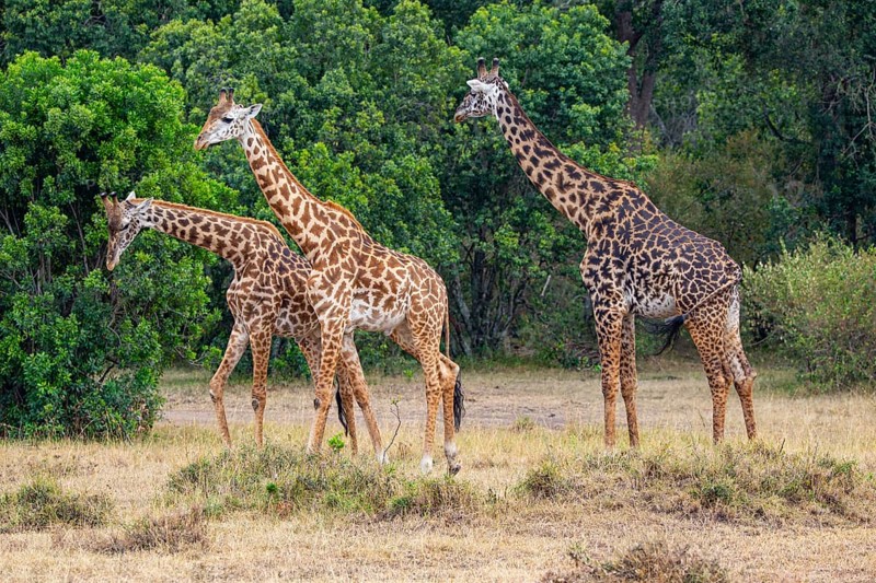 Masai giraffe (Giraffa c. tippelskirchi) Masai Mara Kenya
