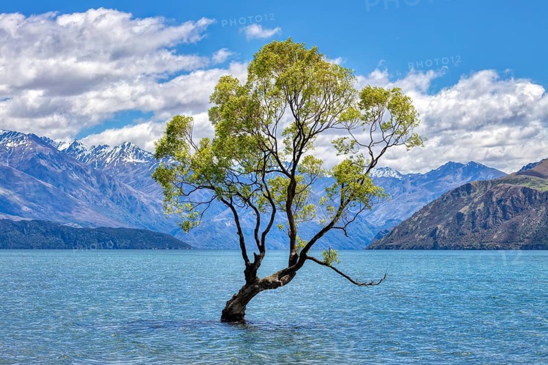 Crack willow (Salix fragilis), Wanaka tree, Lake Wanaka, Otago, New Zealand, Oceania