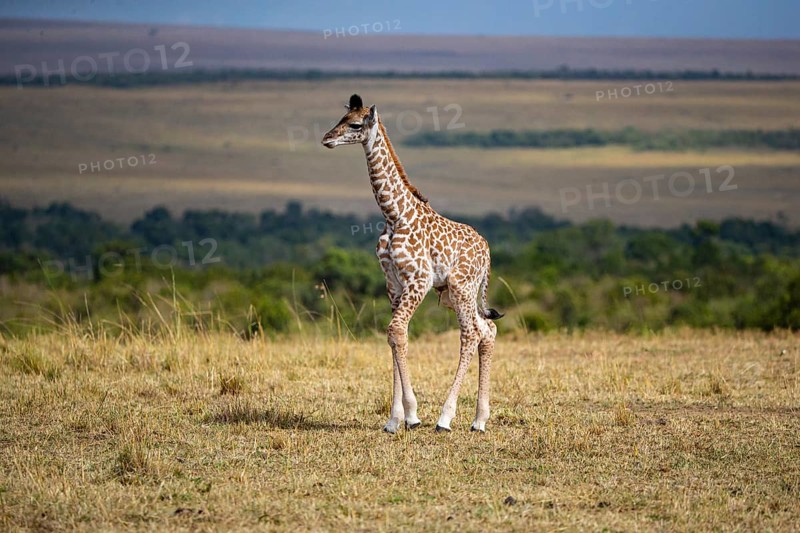 Masai giraffe (Giraffa c. tippelskirchi) Masai Mara Kenya